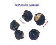 Lophophora koehresii.jpg